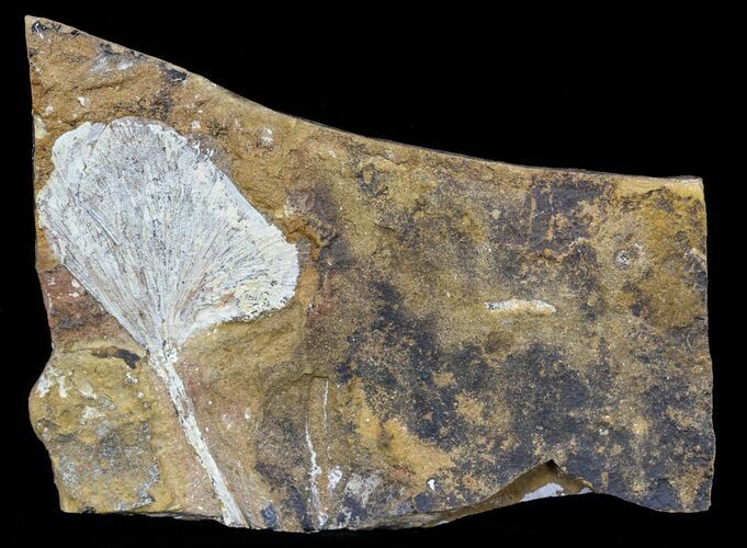 Fossil Ginkgo Leaf From North Dakota - Paleocene #59001